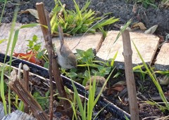 Psaltriparus minimus