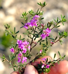Indigofera sp11