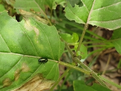 Circaea lutetiana image