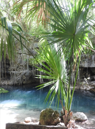 Image of Sabal yapa by (c) Sebastián de Jesús Herrera Buenfil, some rights reserved (CC BY)