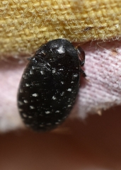 Chelonarium lecontei