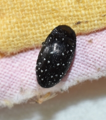 Chelonarium lecontei