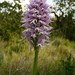 Naked-man Orchid - Photo (c) Birgit Lutosch, some rights reserved (CC BY-NC-ND)