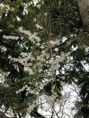 Dendrobium crumenatum