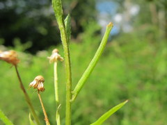 Chlorochlamys chloroleucaria