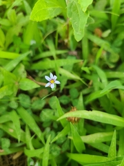 Sisyrinchium rosulatum
