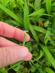 Sisyrinchium rosulatum