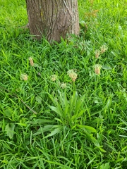 Plantago lanceolata