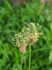 Plantago lanceolata