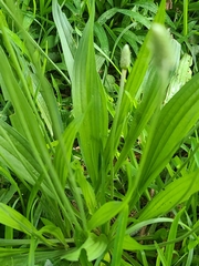 Plantago lanceolata