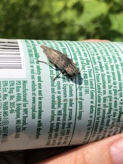 Dicerca tenebrica