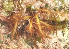 Halymenia