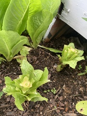 Lactuca sativa longifolia
