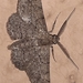 Cleora injectaria