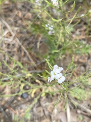 Stevenia incarnata