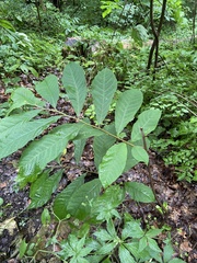 Asimina triloba
