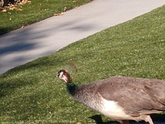 Pavo cristatus