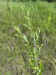 Salix rorida