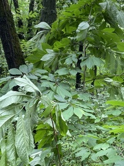Asimina triloba