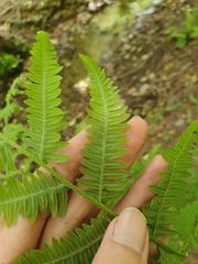 Polypodiopsida