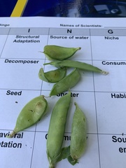 Pisum sativum sativum