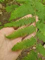Polypodiopsida