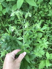 Lithospermum parviflorum