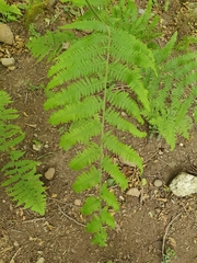 Polypodiopsida
