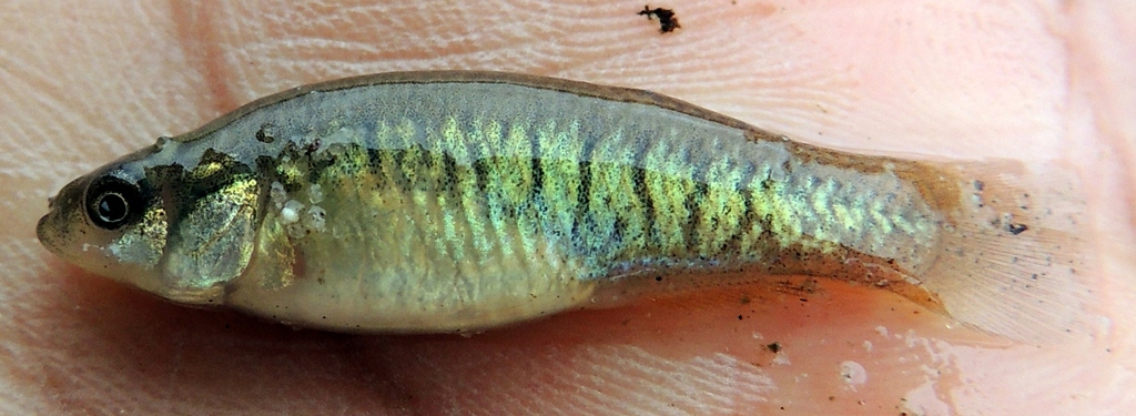 Oaxaca killifish (Profundulus oaxacae) — Profundulidae