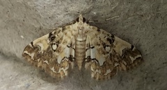 Elophila faulalis