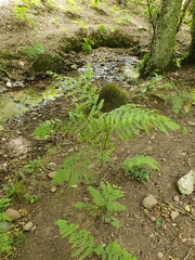 Polypodiopsida