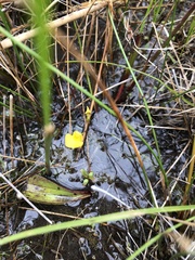 Utricularia ochroleuca