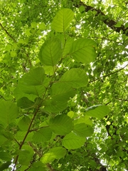 Alnus glutinosa