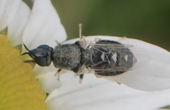 Nemotelus pantherinus