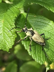 Trigonarthris subpubescens