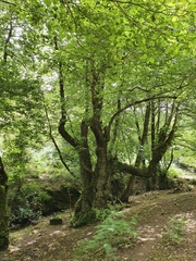 Alnus glutinosa