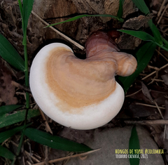 Ganoderma