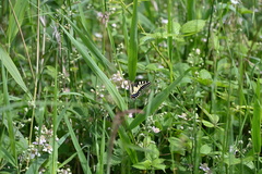 Papilio machaon britannicus