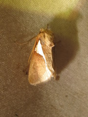 Prolimacodes trigona