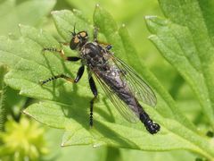 Neoitamus cothurnatus