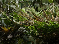 Epidendrum blepharistes