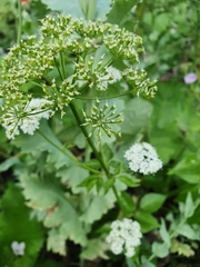 Sium latifolium