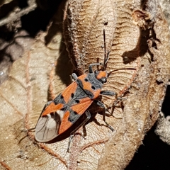 Lygaeus equestris lactans