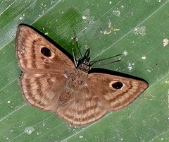 Cyclosemia anastomosis