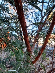 Vachellia karroo