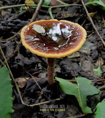 Cristataspora flavipora