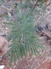 Vachellia karroo