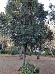 Podocarpus henkelii