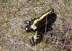 Papilio brevicauda