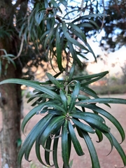 Podocarpus henkelii